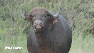 WildEarth  Sunrise Safari  27 January 2024 [upl. by Marleen]