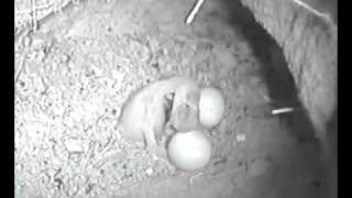 Greater honeyguide chick kills its foster sibling [upl. by Strep319]