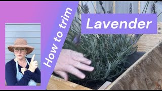 How to Trim Lavender [upl. by Melville208]