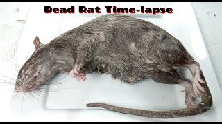 Dead Rat Timelapse [upl. by Myron]