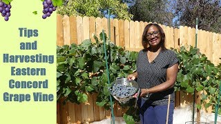 Tips and Harvesting Eastern Concord Grape Vine [upl. by Lidaa]