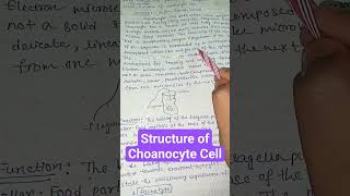 Structure of choanocytes in sponges  zoologybiology shortsfeed shorts viral trending [upl. by Jolynn]