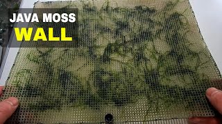 How to make a Java Moss Wall for your Aquarium [upl. by Bekah707]