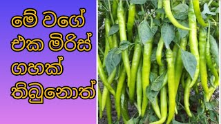 Miris wagwa saralawa  මිරිස් වගාව සරලව  Chilli plant care [upl. by Einnad]