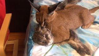 Family Live With Wild Caracal Cat [upl. by Notsej]