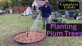 Planting Plum Trees The COMPLETE Guide StepbyStep [upl. by Perloff]