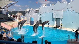 ⁴ᴷ⁶⁰【神戸須磨海浜水族園2019】99月☆イルカ ライブショー [upl. by Arinaid]