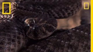 Rattlesnake vs Rat  National Geographic [upl. by Sabian]