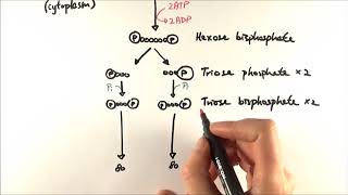 Phosphorylation 2016 IB Biology [upl. by Anirhtak]