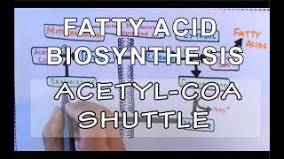 Acetyl COA Shuttle  Fatty Acid Biosynthesis  Part I [upl. by Dnalyk]