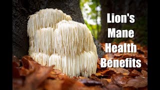 HEALTH BENEFITS OF LIONS MANE MUSHROOM [upl. by Sanders419]