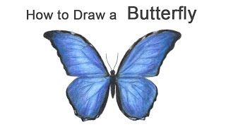 How to Draw a Butterfly Blue Morpho [upl. by Hesky819]