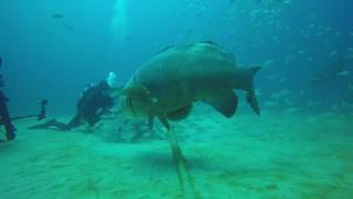 Grouper Bites Head Off Diver [upl. by Nenerb]