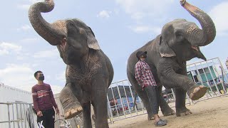 木下大サーカス 動物も準備万端 ４年ぶりの地元開催 ２６日開幕【岡山・岡山市】 220623 1802 [upl. by Mercie220]