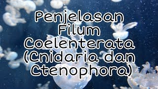 Penjelasan Filum Coelenterata Cnidaria dan Ctenophora [upl. by Gapin]