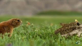 Brave Prairie Dog Confronts Snake  North America [upl. by Venn574]