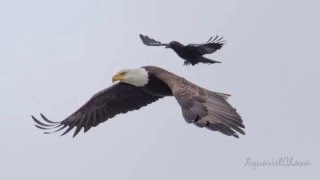 Crow Takes A Ride On The Back Of A Bald Eagle [upl. by Snell]