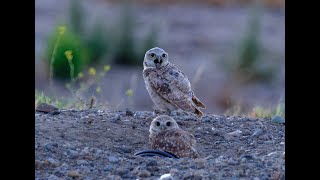 Burrowing owl chicks wake up and go hunting [upl. by Ruy72]