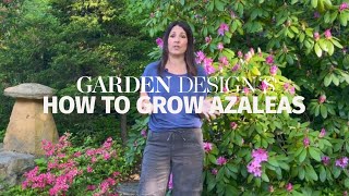 How to Grow Azaleas [upl. by Rosetta]