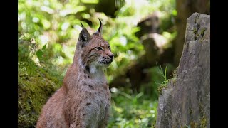 Amazing Facts About Lynxes [upl. by Dorothy676]