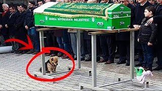 The dog came to his owners funeral What happened next amazed everyone [upl. by Naginnarb]