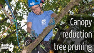 Canopy reduction tree pruning [upl. by Rabaj]