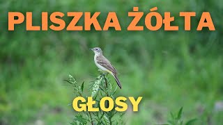 Pliszka żółta  głosy [upl. by Matusow622]