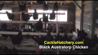 Black Australorp Chickens for Sale Breeder Flock  Cackle Hatchery [upl. by Bernarr]