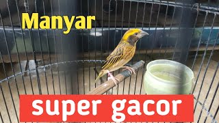 Burung Manyar Gacor  Kicau Mania [upl. by Tigdirb409]