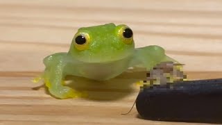 【ぷよぷよグミガエル】かわいい動画特集。フライシュマンアマガエルモドキ。 [upl. by Margaret]