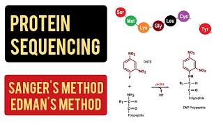 Protein Sequencing  Sangers Method  Edmans Method  Carboxypeptidase Method [upl. by Grani515]