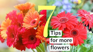 7 tips to grow Gerbera and bear flowers frequently Gerbera flowering amp care tips in malayalam [upl. by Eudocia]