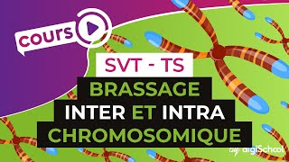 Brassage inter et intra chromosomique  SVT  TS  digiSchool [upl. by Agnesse]