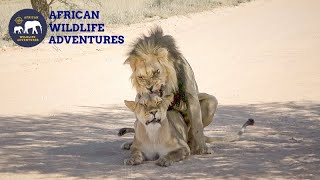 Lions Mating In The Kgalagadi [upl. by Brittni]