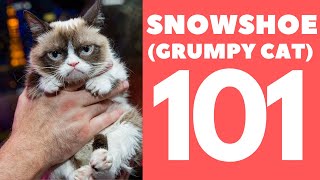 Snowshoe Cat 101  Breed amp Personality [upl. by Thorne]