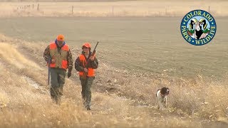 Pheasant Hunting Colorado [upl. by Aihsar]