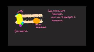 Gq mechanism Gprotein coupled receptors [upl. by Nitsa]