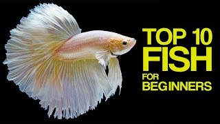 Top 10 Aquarium Fish for Beginners [upl. by Alekat114]