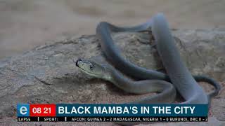 Black Mambas in the city [upl. by Morganstein]