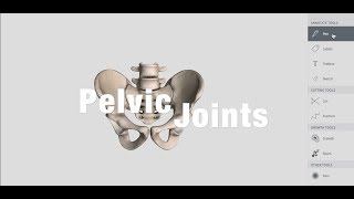 Joints Of Pelvis  Anatomy [upl. by Henka]