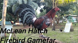 McLean Hatch Firebird Gamefarm [upl. by Maro]