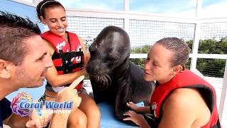 Coral World Ocean Park  Sea Lion Swim [upl. by Alien]