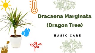 Dracaena Marginata Basic Care Madagascar dragon tree [upl. by Hsak]