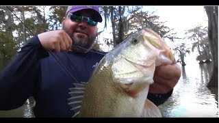 Catching Bass on Cypress Trees with Greg Hackney [upl. by Enahpad]