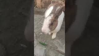 Rabit ke bare mein jankari 🐇🐇 [upl. by Neirad]