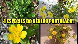 APRESENTAÇÃO DE 4 ESPECIES DO GÊNERO PORTULACA [upl. by Templeton489]