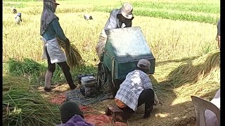 WOW Golden Rice Harvest 😋 [upl. by Nelehyram]