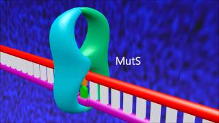 A 3D animation of mismatch repair in E coli [upl. by Tran]