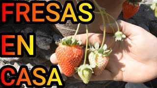 Cultivo de FRESAS o FRUTILLAS en MACETA  Cómo Cuidar Planta de Fresa [upl. by Ahsener88]