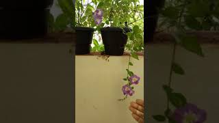 How to grow Chinese violet plant in tamil [upl. by Vasiliu]